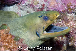 Cleaning, D70, Sigma 14mm, Roatan by Larry Polster 